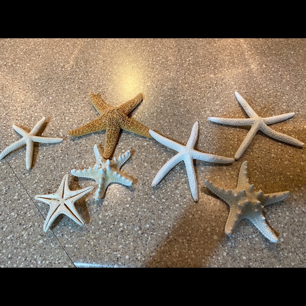 Authentic Seashells